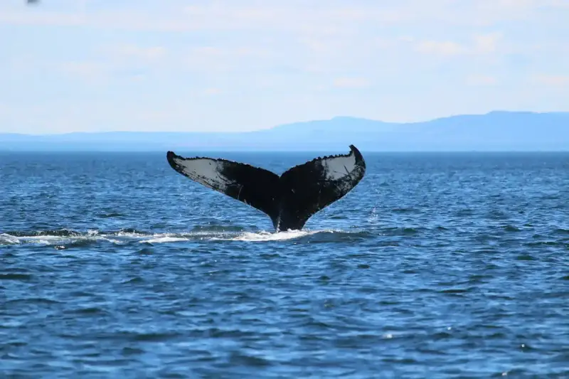 Hermanus Whale Coast & Wines
